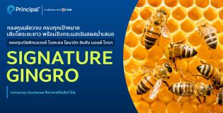 กองทุน Signature GINGRO